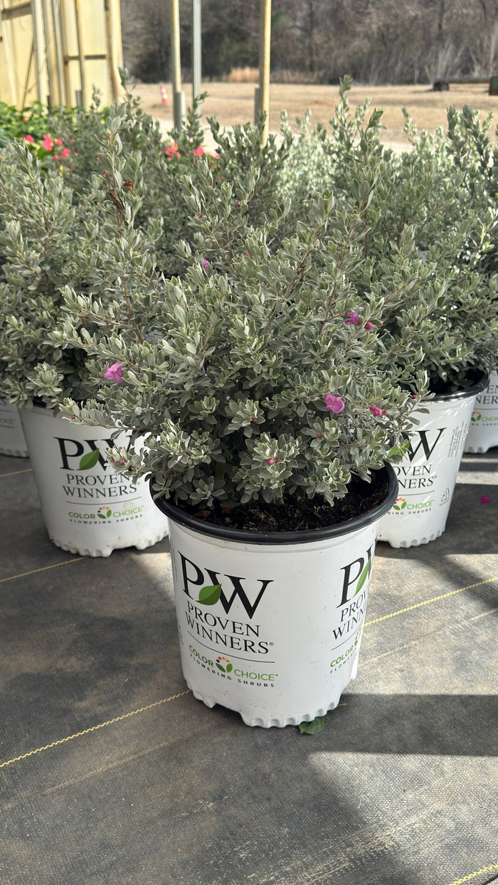 Texas Sage Trailblazer - 2 Gallon