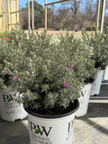 Texas Sage Trailblazer - 2 Gallon