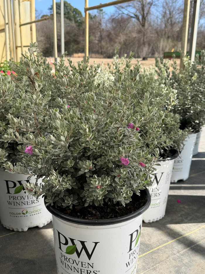Texas Sage Trailblazer - 2 Gallon