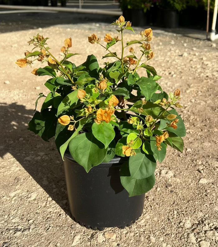 Bougainvillea California Gold - 1 Gallon