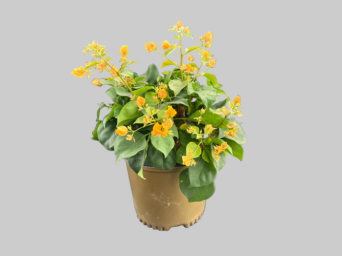 Bougainvillea California Gold - 1 Gallon