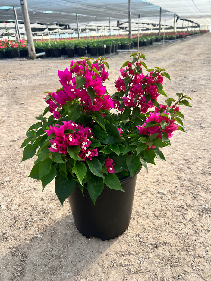 Bougainvillea Vera Lynn - 2 Gallon
