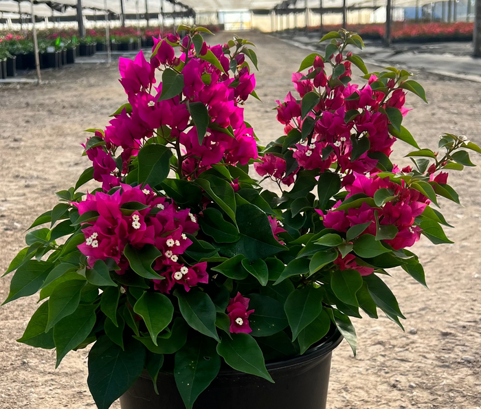 Bougainvillea Vera Lynn - 2 Gallon