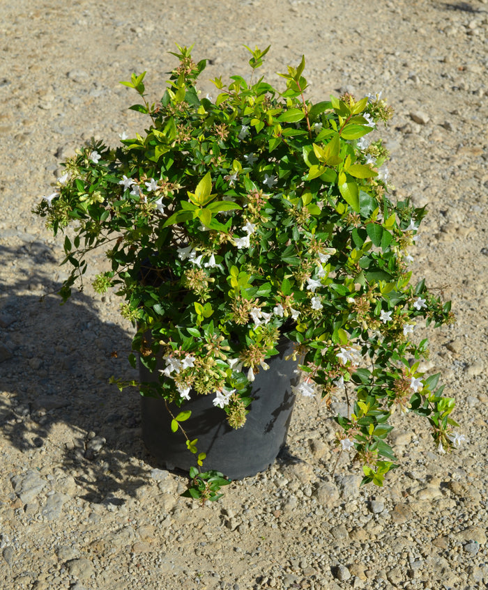 Abelia Amarillo™ - 2 Gallon