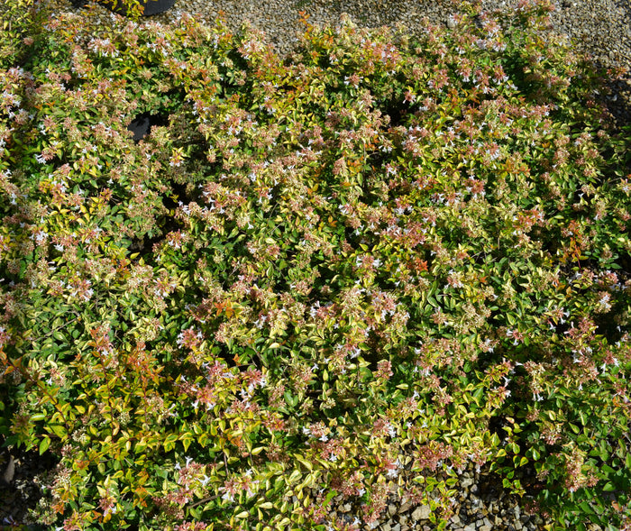 Abelia Amarillo™ - 2 Gallon