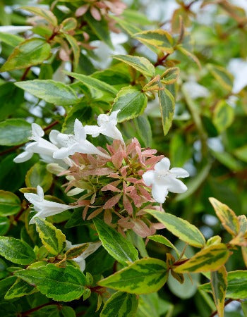 Abelia Kaleidoscope™  - 2 Gallon