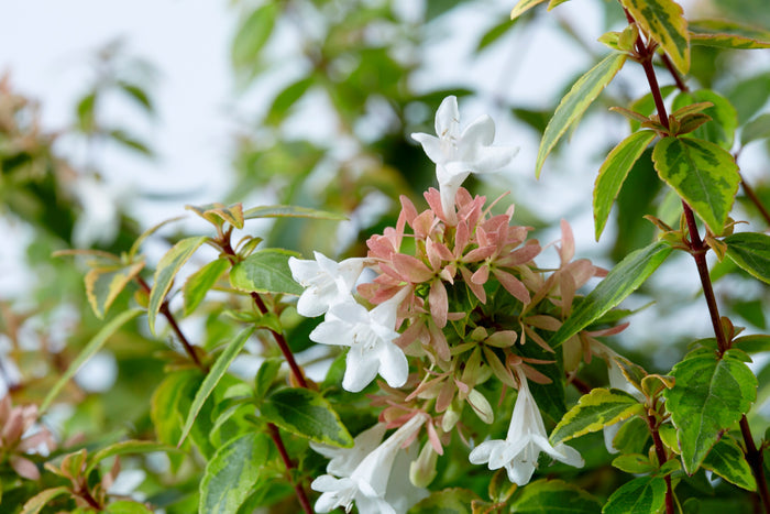 Abelia Kaleidoscope™  - 2 Gallon