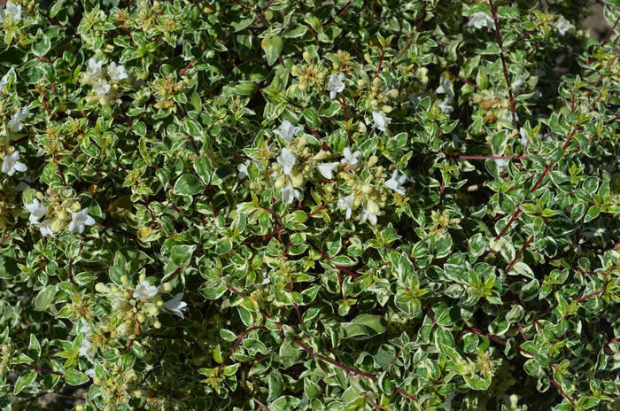 Abelia Tint of Mint™ - 1 Gallon