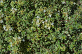 Abelia Tint of Mint™ - 1 Gallon