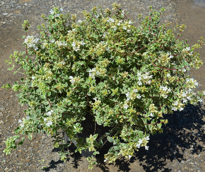 Abelia Tint of Mint™ - 1 Gallon