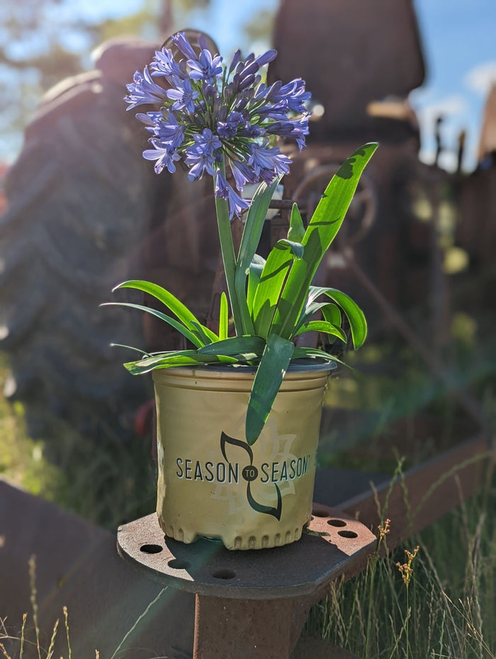 Agapanthus Straight A® Barley Blue™ - 1 Gallon