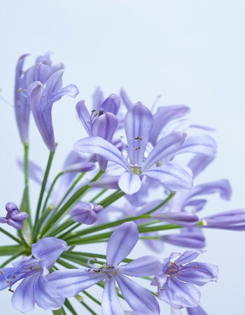 Agapanthus Straight A® Barley Blue™ - 1 Gallon