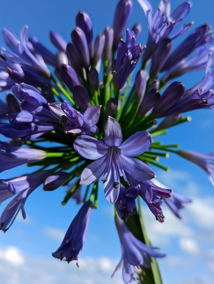 Agapanthus Straight A® Barley Blue™ - 1 Gallon