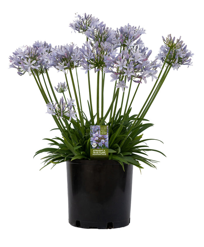Agapanthus Straight A® Blue Flare - 1 Gallon