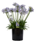 Agapanthus Straight A® Blue Flare - 1 Gallon