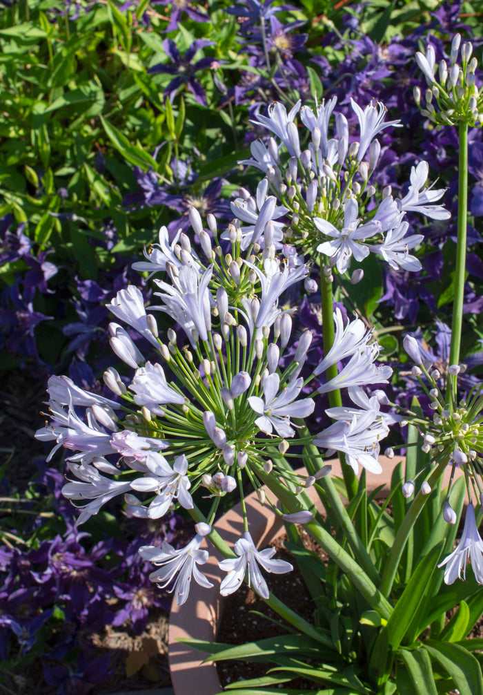 Agapanthus Straight A® Blue Flare - 1 Gallon