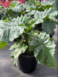 Alocasia Low Rider - 2 Gallon
