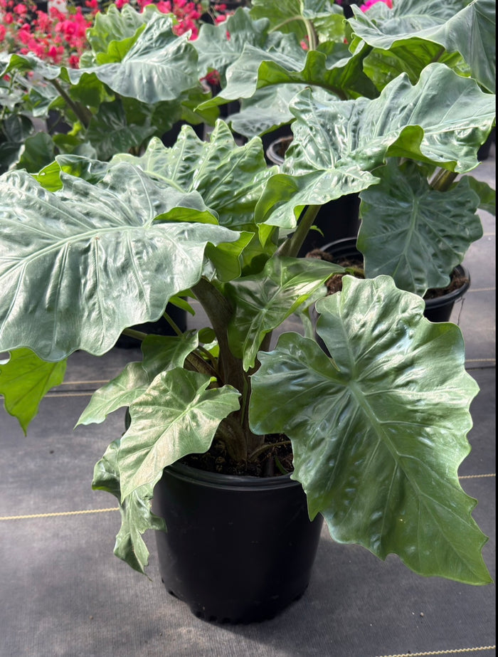 Alocasia Low Rider - 2 Gallon