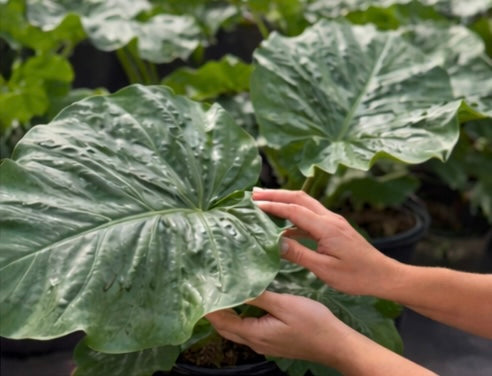Alocasia Low Rider - 2 Gallon