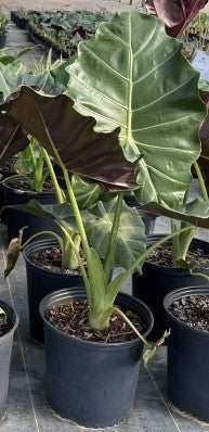Alocasia Mayan Mask - 2 Gallon