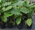 Alocasia Portodora - 2 Gallon