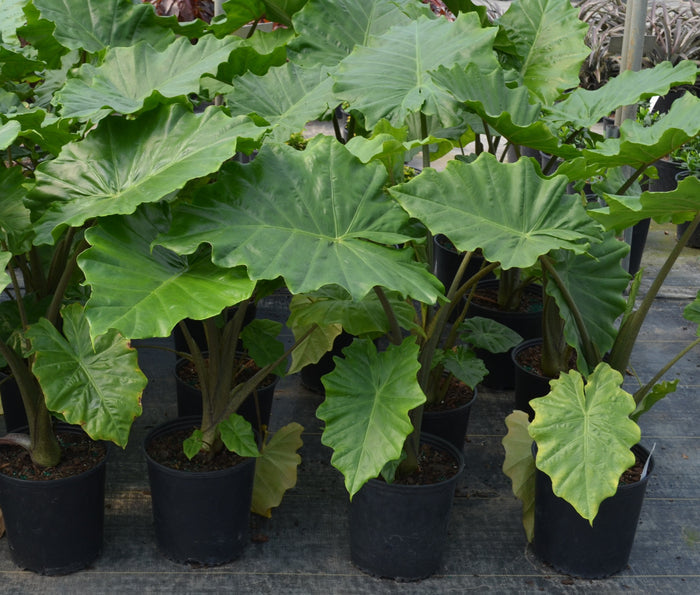 Alocasia Portodora - 2 Gallon