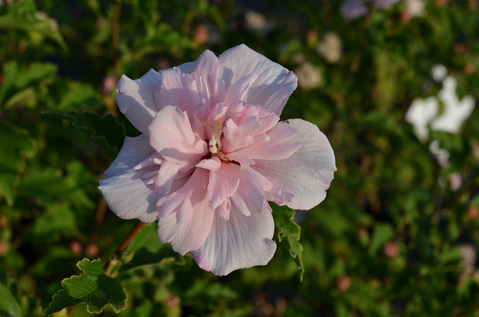 Althea Rose of Sharon Cotton Candy - 2 Gallon