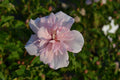 Althea Rose of Sharon Cotton Candy - 2 Gallon