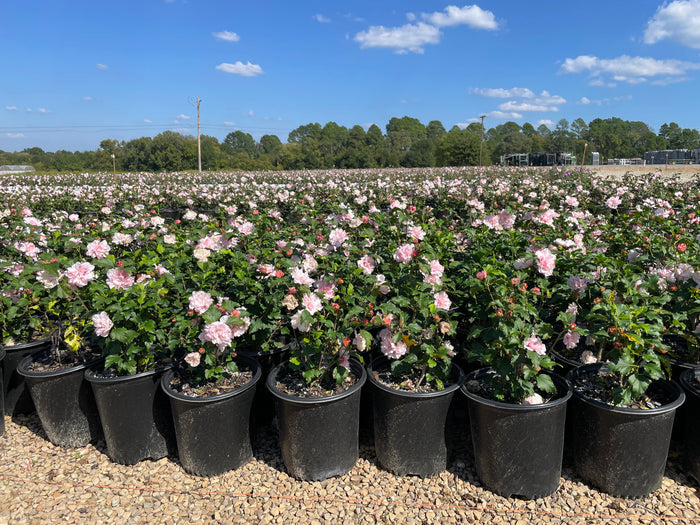 Althea Rose of Sharon Cotton Candy - 2 Gallon
