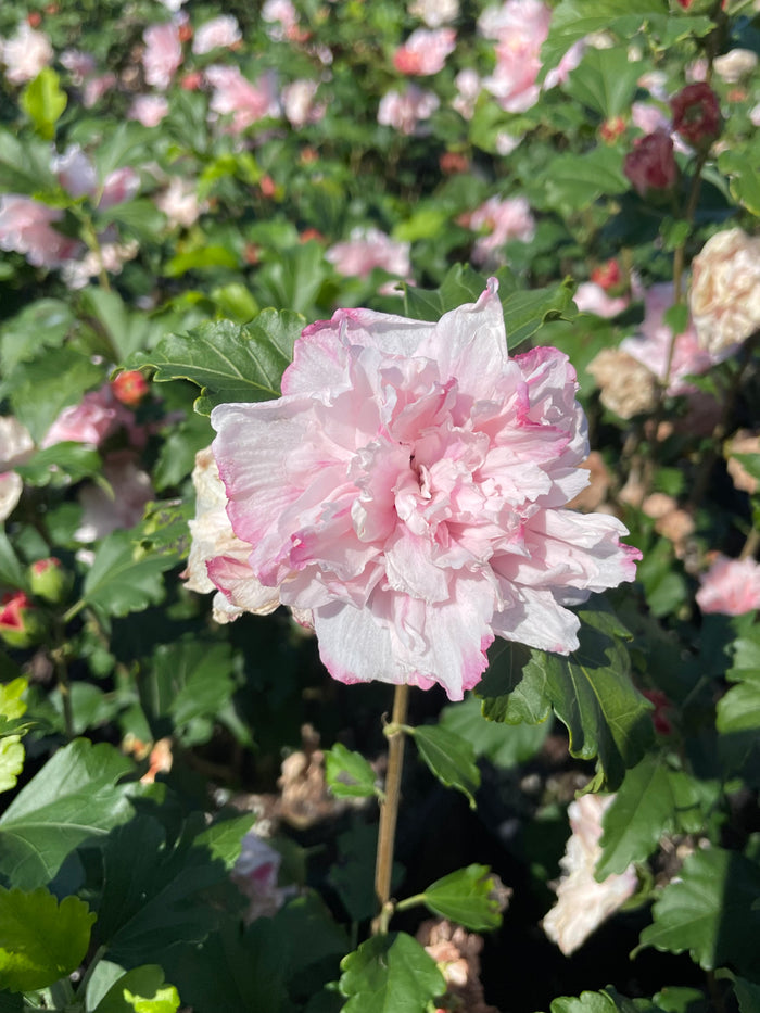 Althea Rose of Sharon Cotton Candy - 2 Gallon