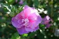 Althea Rose of Sharon Dark Lavender Chiffon® - 1 Gallon