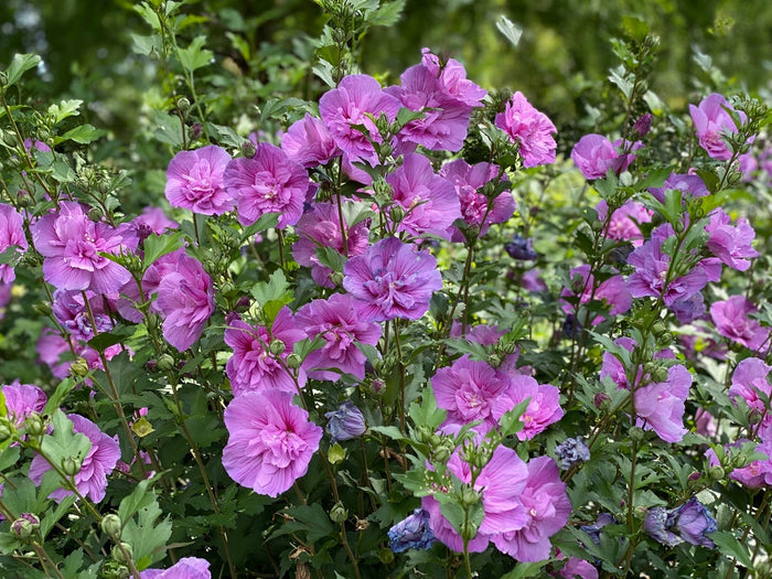 Althea Rose of Sharon Dark Lavender Chiffon®  - 2 Gallon