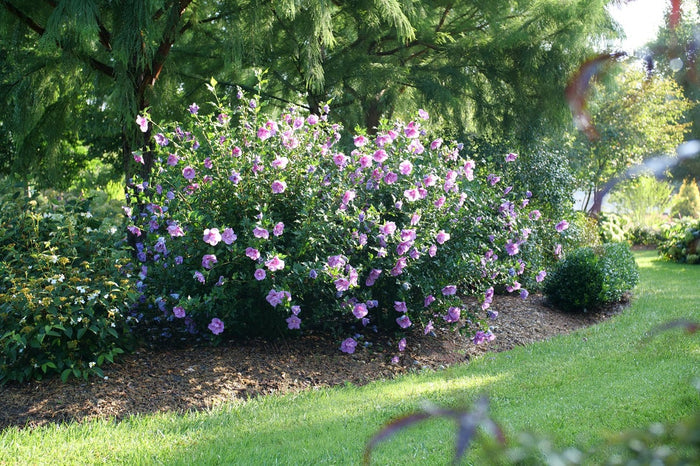 Althea Rose of Sharon Dark Lavender Chiffon®  - 2 Gallon