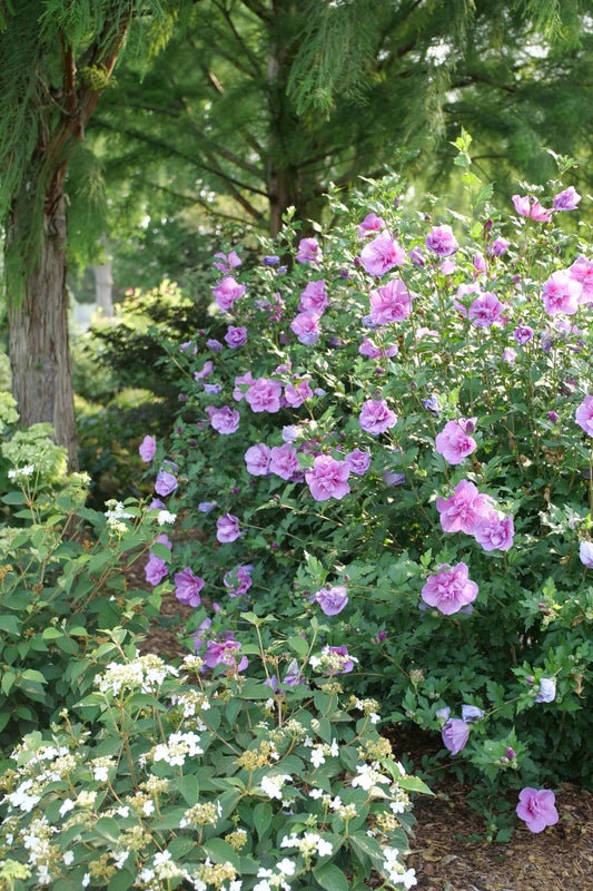 Althea Rose of Sharon Dark Lavender Chiffon®  - 2 Gallon