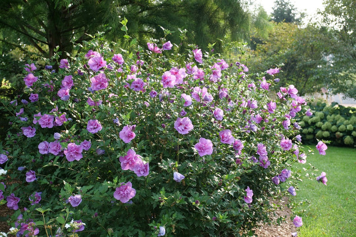 Althea Rose of Sharon Dark Lavender Chiffon®  - 2 Gallon