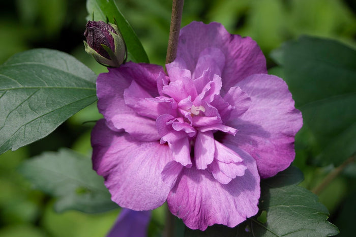 Althea Rose of Sharon Dark Lavender Chiffon®  - 2 Gallon