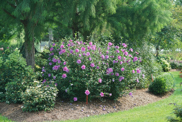 Althea Rose of Sharon Dark Lavender Chiffon®  - 2 Gallon