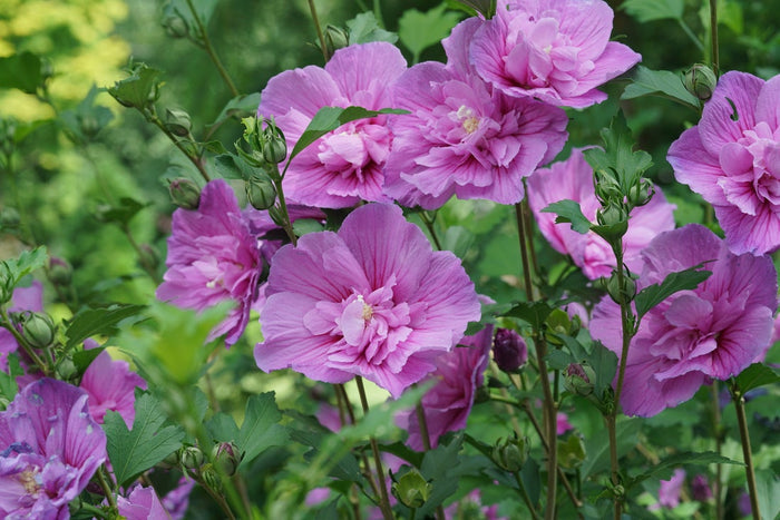 Althea Rose of Sharon Dark Lavender Chiffon®  - 2 Gallon