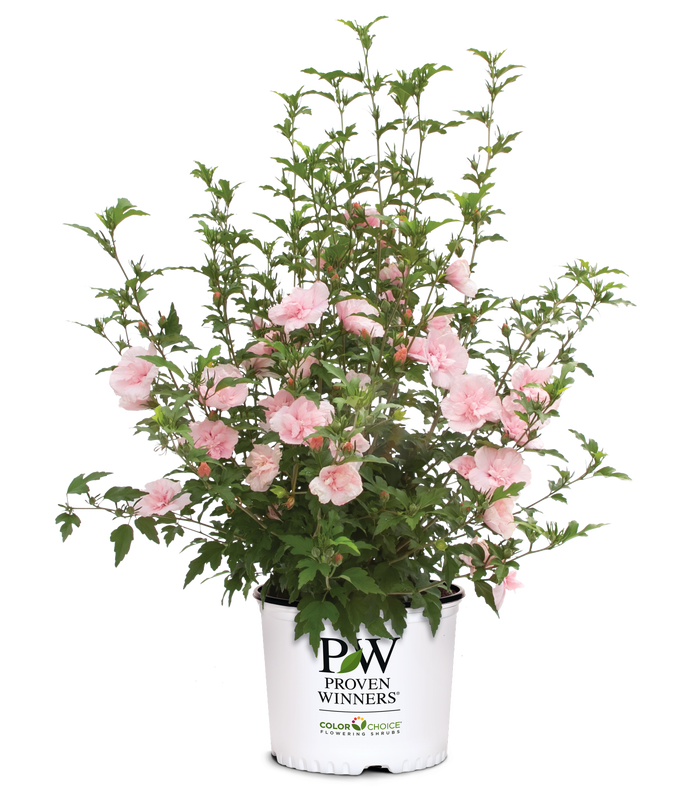 Althea Rose of Sharon Hibiscus Pink Chiffon® - 1 Gallon