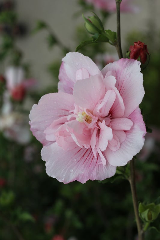 Althea Rose of Sharon Hibiscus Pink Chiffon® - 1 Gallon
