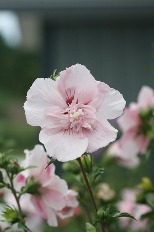 Althea Rose of Sharon Hibiscus Pink Chiffon® - 1 Gallon