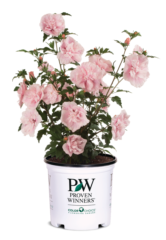 Althea Rose of Sharon Hibiscus Pink Chiffon® - 2 Gallon