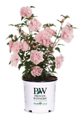Althea Rose of Sharon Hibiscus Pink Chiffon® - 2 Gallon