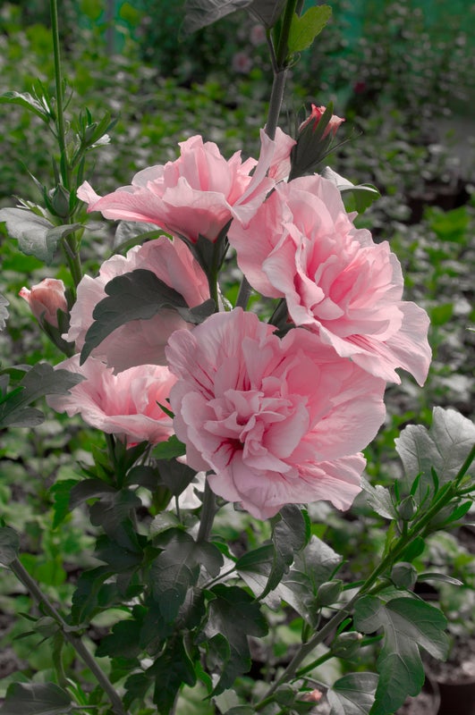 Althea Rose of Sharon Hibiscus Pink Chiffon® - 2 Gallon