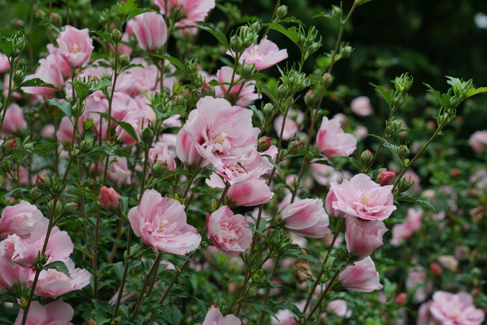 Althea Rose of Sharon Hibiscus Pink Chiffon® - 2 Gallon