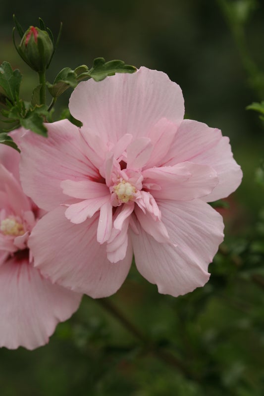 Althea Rose of Sharon Hibiscus Pink Chiffon® - 2 Gallon