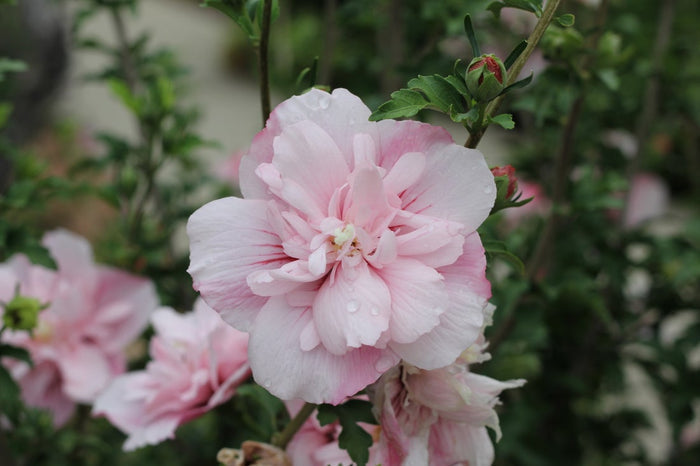 Althea Rose of Sharon Hibiscus Pink Chiffon® - 2 Gallon