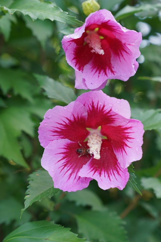 Althea Rose of Sharon Purple Pillar® - 2 Gallon