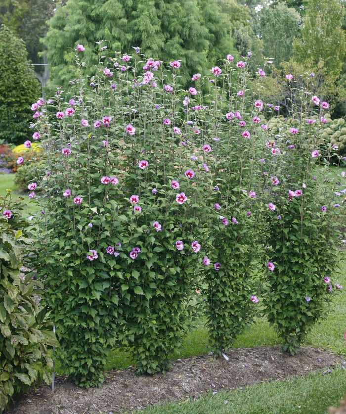 Althea Rose of Sharon Purple Pillar® - 2 Gallon