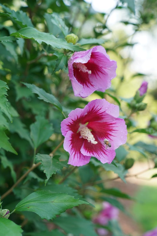 Althea Rose of Sharon Purple Pillar® - 2 Gallon